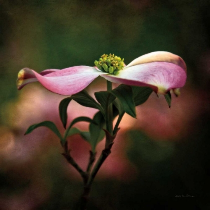 Picture of PINK DOGWOOD I