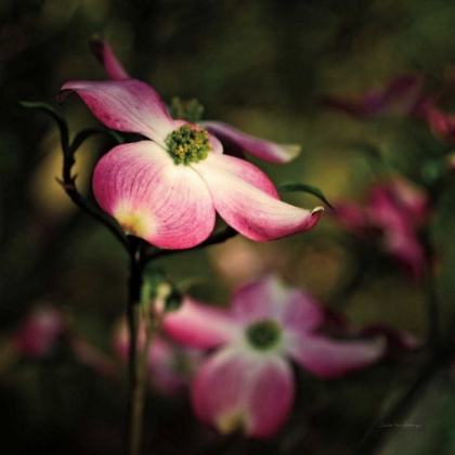 Picture of PINK DOGWOOD II