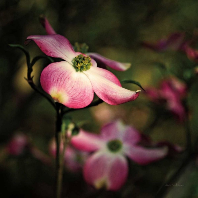 Picture of PINK DOGWOOD II