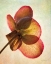 Picture of LENTON ROSE I