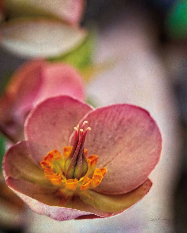 Picture of LENTON ROSE III