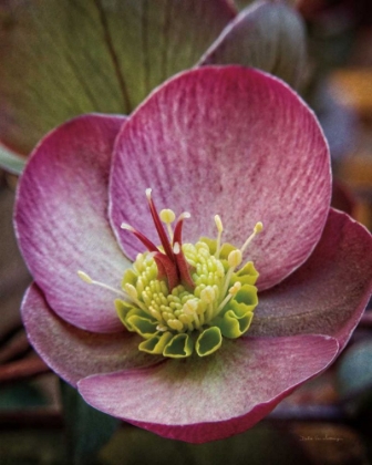 Picture of LENTON ROSE IV