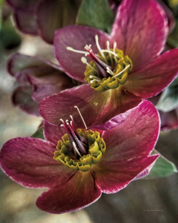 Picture of LENTON ROSE V