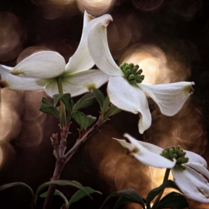Picture of WHITE DOGWOOD I