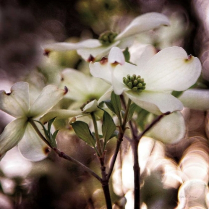 Picture of WHITE DOGWOOD II