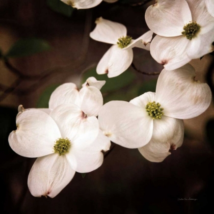Picture of WHITE DOGWOOD III