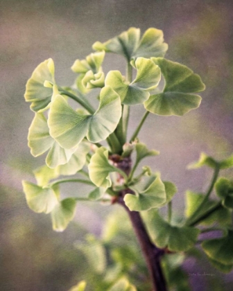 Picture of SPROUTING GINKGO I