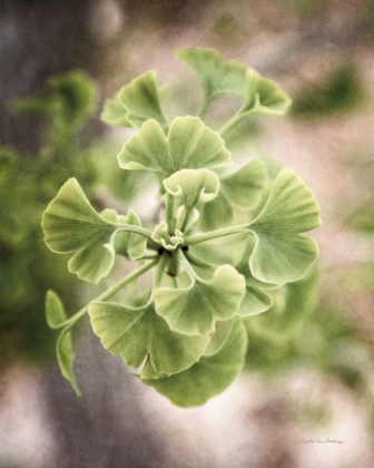 Picture of SPROUTING GINKGO II