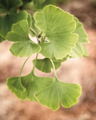Picture of SPROUTING GINKGO IV