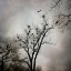 Picture of THE HERON ROOKERY