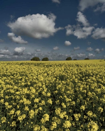 Picture of YELLOW FIELDS
