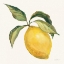 Picture of LE CITRON ON CREAM