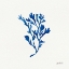 Picture of DEEP SEA BOTANICAL II