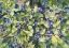 Picture of BLUEBERRIES