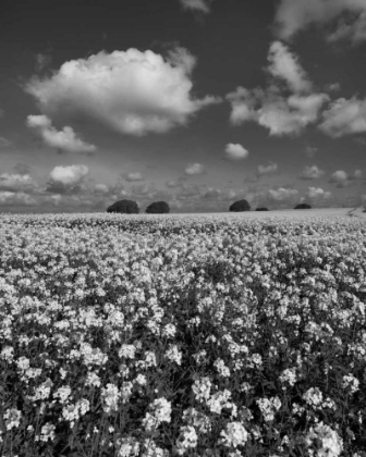 Picture of YELLOW FIELDS BW