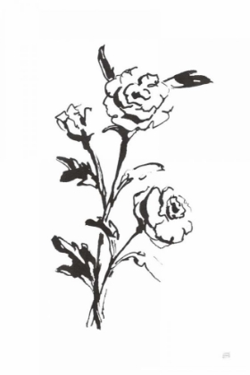 Picture of LINE RANUNCULUS II