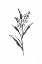 Picture of LINE LILY OF THE VALLEY II