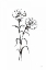 Picture of LINE CARNATION II