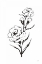 Picture of LINE CARNATION III