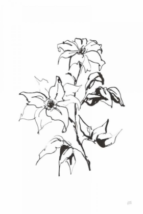 Picture of LINE CLEMATIS