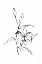 Picture of LINE TIGER LILY