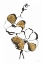 Picture of LEAFED IV