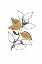 Picture of LEAFED VII