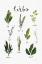 Picture of HERBS I WHITE
