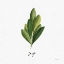 Picture of HERBS II WHITE