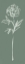 Picture of FLORAL LINE II GREEN