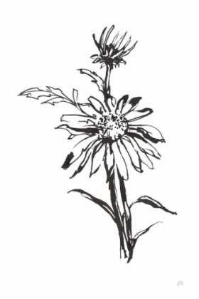 Picture of LINE ECHINACEA I