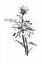 Picture of LINE ECHINACEA I