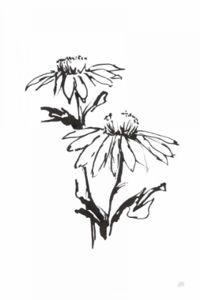 Picture of LINE ECHINACEA II