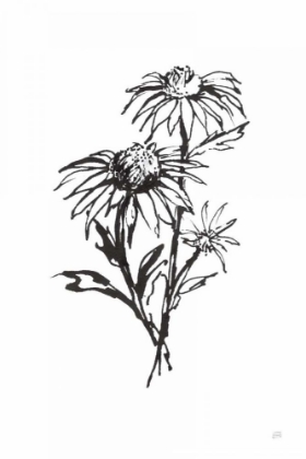 Picture of LINE ECHINACEA III