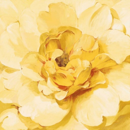 Picture of YELLOW PEONY