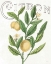 Picture of CLASSIC CITRUS V LIGHT