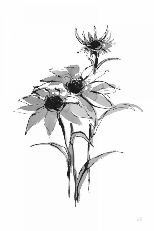 Picture of WASH ECHINACEA I