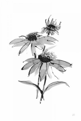 Picture of WASH ECHINACEA II