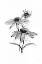 Picture of WASH ECHINACEA II