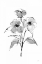 Picture of WASH POPPY II