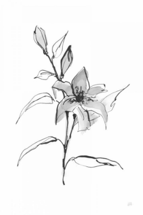 Picture of WASH TIGER LILY