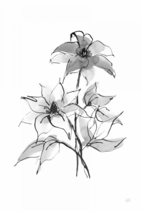 Picture of WASH CLEMATIS