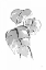 Picture of WASH SPLIT LEAF II