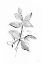 Picture of WASH LEAF I