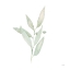 Picture of SAGE II