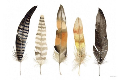 Picture of NATURAL FEATHERS