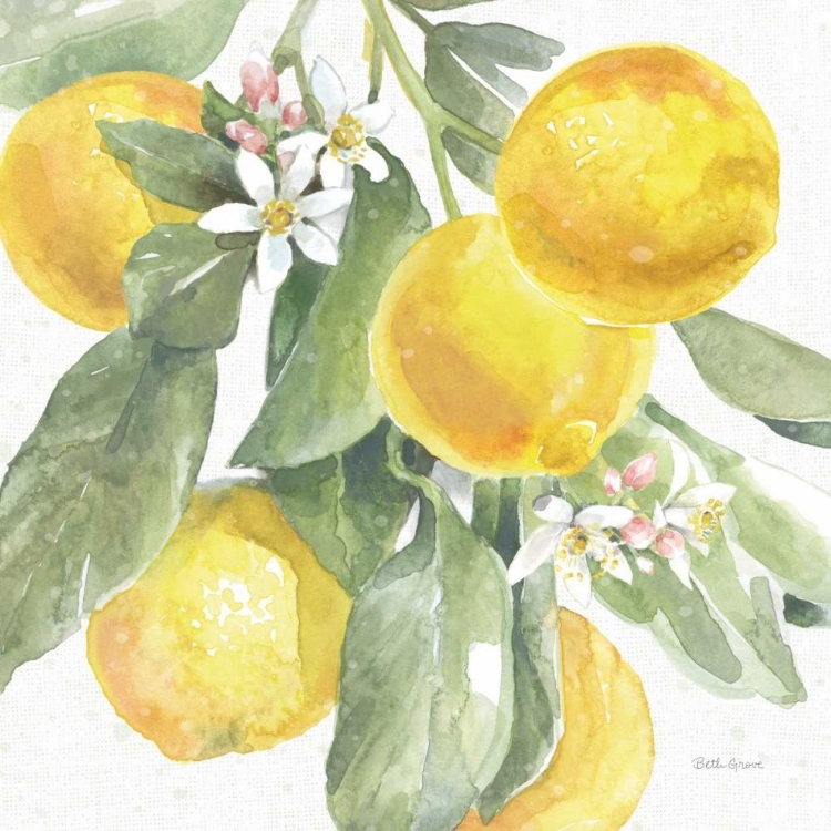 Picture of CITRUS CHARM LEMONS II