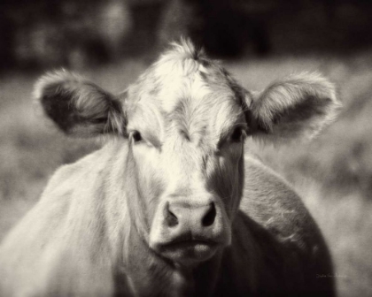 Picture of PASTURE COW