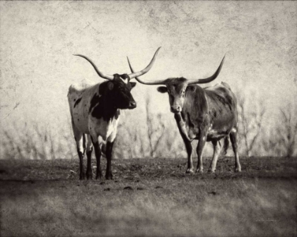 Picture of TEXAS LONGHORNS