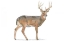 Picture of NORTHERN WILD V